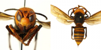Mis on Aasia hiiglaslik hornets? USA-s täppis “Murder Hornet”.