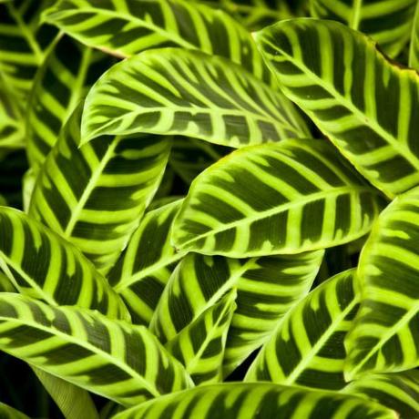 lähivõte calathea zebrina taimede lehtede massist