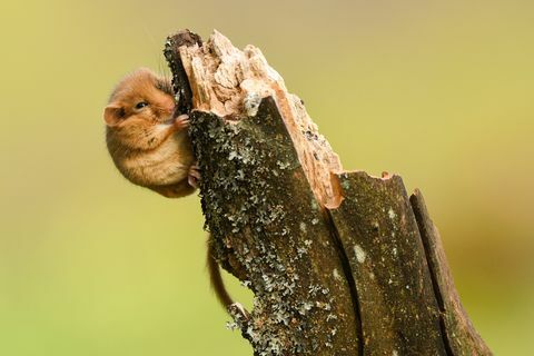 Sarapuu Dormouse / Muscardinus avellanarius