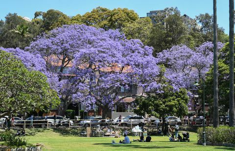 Turistid sõidavad Sydney äärelinna, et näha Jacaranda puid täies õites