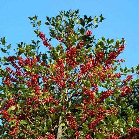 ilex aquifolium holly või euroopa holly