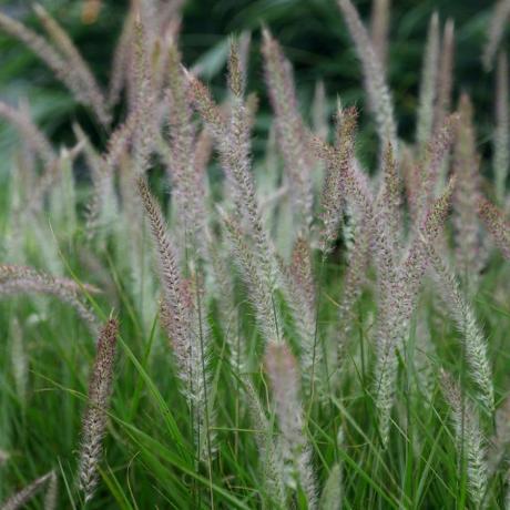 Pennisetum 