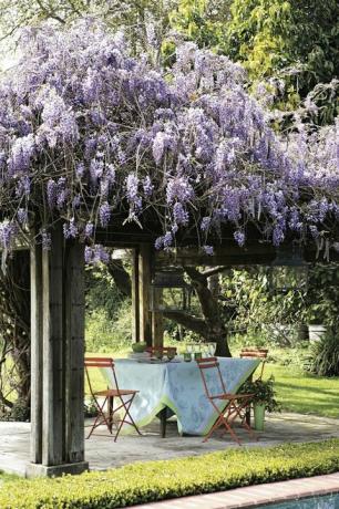 tagahoov wisteriaga pergola kohal