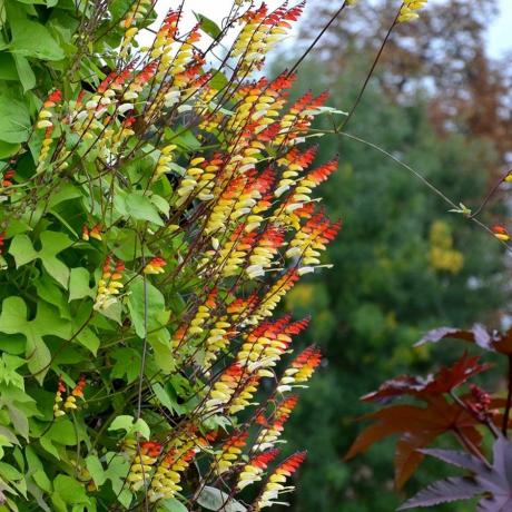 Ipomoea lobata, Hispaania lipp