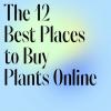 Toataimede ostmine: kõik, mida teada ja parimad taimed, mida osta