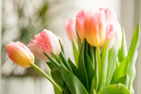 Tulp kodus akna ees seisvaid tulpe