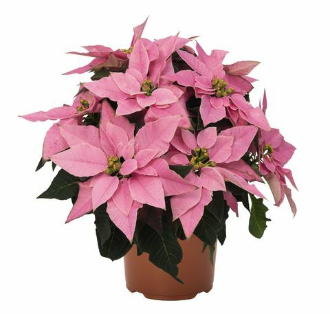 Wyevale aianduskeskused toovad turule eksklusiivse Poinsettia - millennial pink