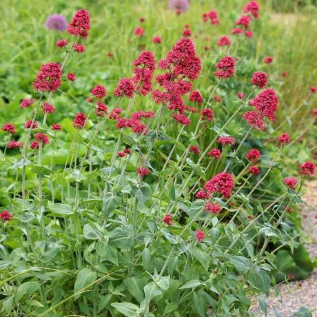 Centranthus ruber