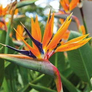 Strelitzia " Paradiisilind"