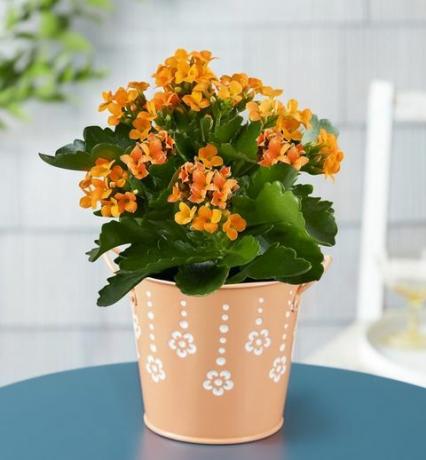 tsitruseliste kalanchoe taim