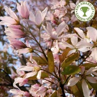 Amelanchier x grandiflora 'Robin Hill' puu