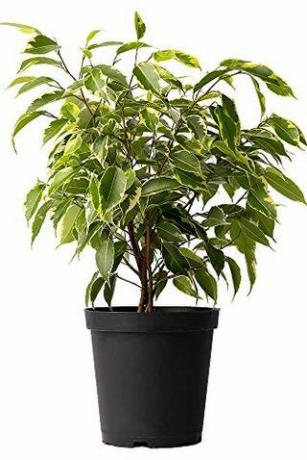 Kirev Ficus Tree, 6 "pott